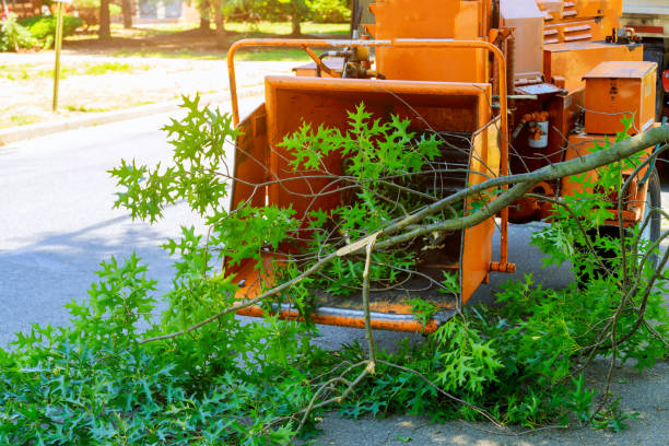 Tree and Shrub Care