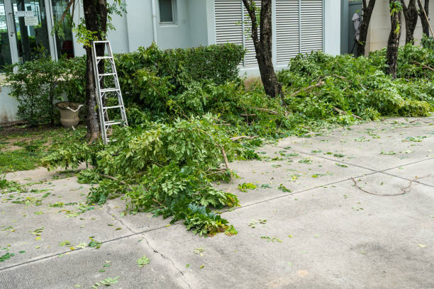 Leaf Removal in Morro Bay, CA