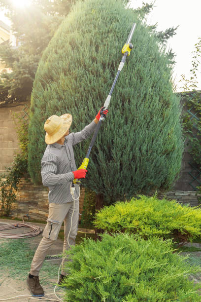 Reliable Morro Bay, CA Tree Care Services Solutions