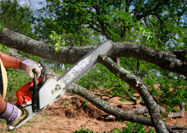 How Our Tree Care Process Works  in  Morro Bay, CA